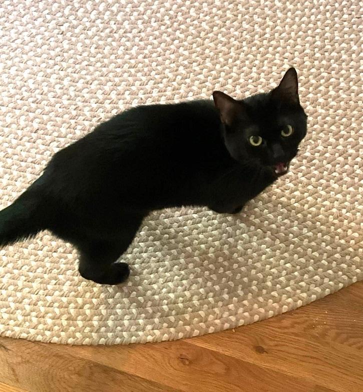Enlarge SCRAPPY, a Adoptable Domestic Short Hair in Pegram, TN image 5/6