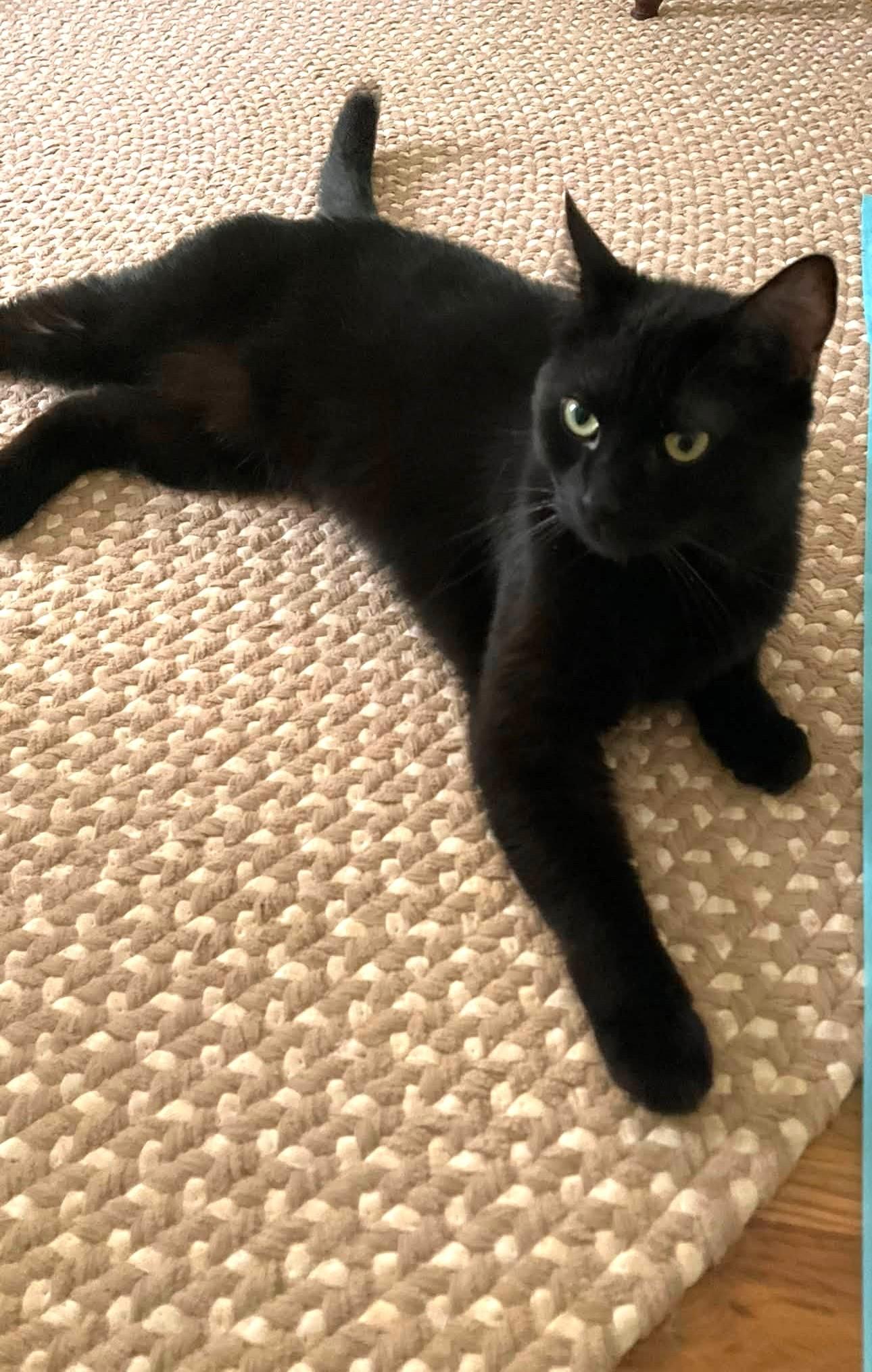 SCRAPPY, Adoptable, Adult Female Domestic Short Hair.