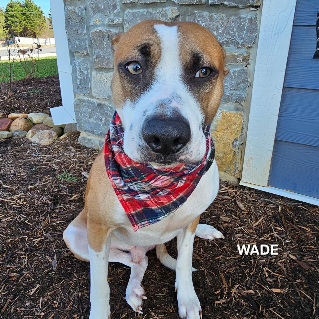 Wade, a Adoptable mixed breed in Madisonville, TN image 1/4