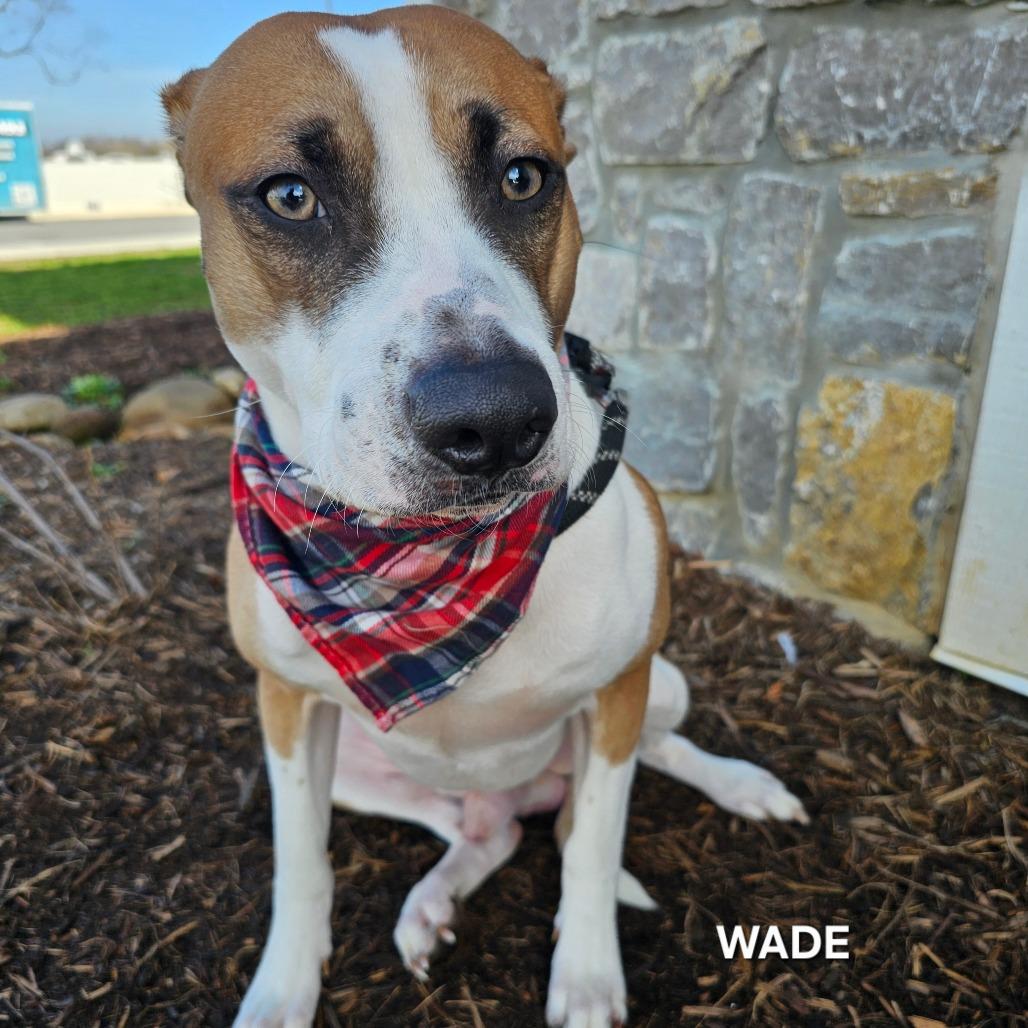 Wade, a Adoptable mixed breed in Madisonville, TN image 2/4