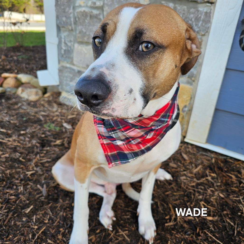 Wade, a Adoptable mixed breed in Madisonville, TN image 3/4