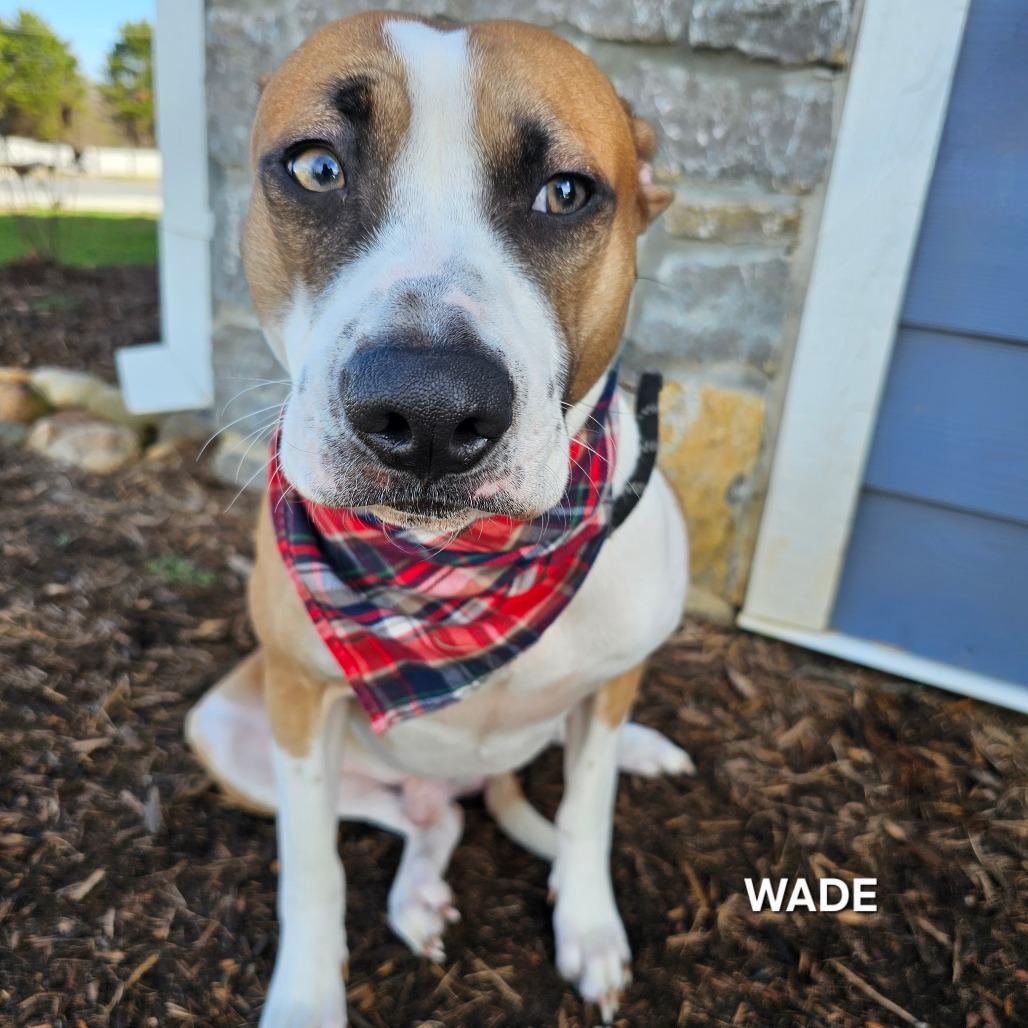 Wade, a Adoptable mixed breed in Madisonville, TN image 4/4