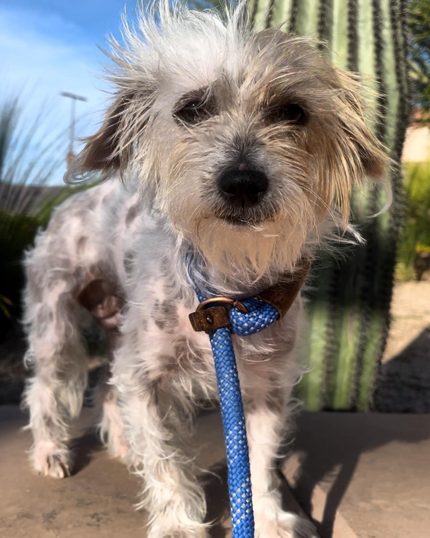 Farrah, Adopted, Adult Female Chinese Crested Dog.