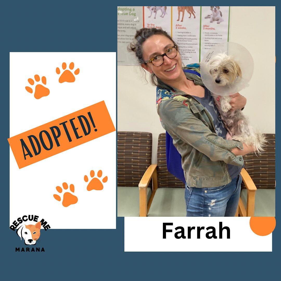 Enlarge Farrah, a Adopted Chinese Crested Dog in Gilbert , AZ image 2/2