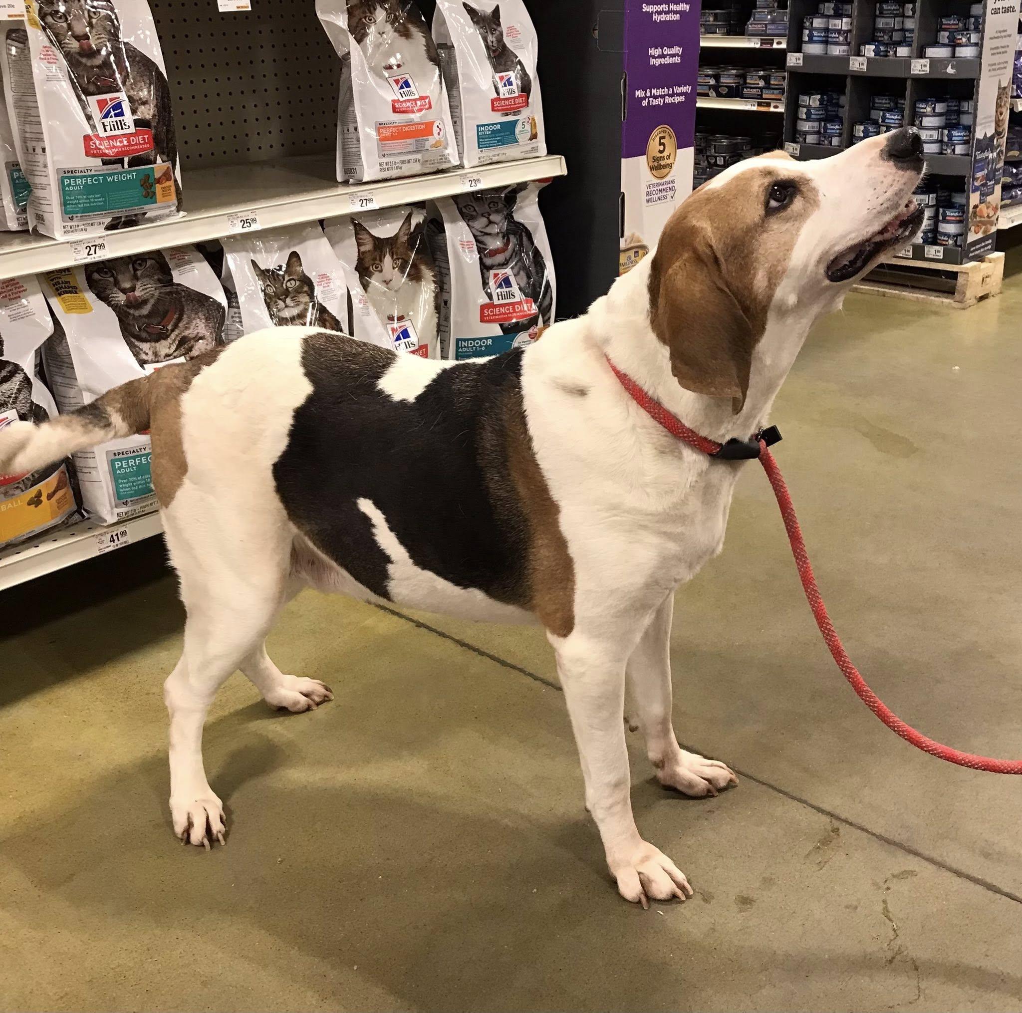 Enlarge Molly, a Adoptable mixed breed in Olive Branch, MS image 3/6