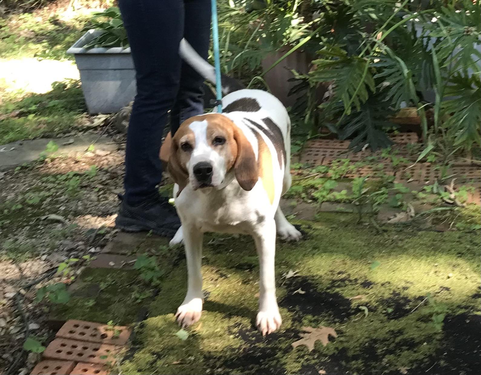 Molly, Adult Female Foxhound