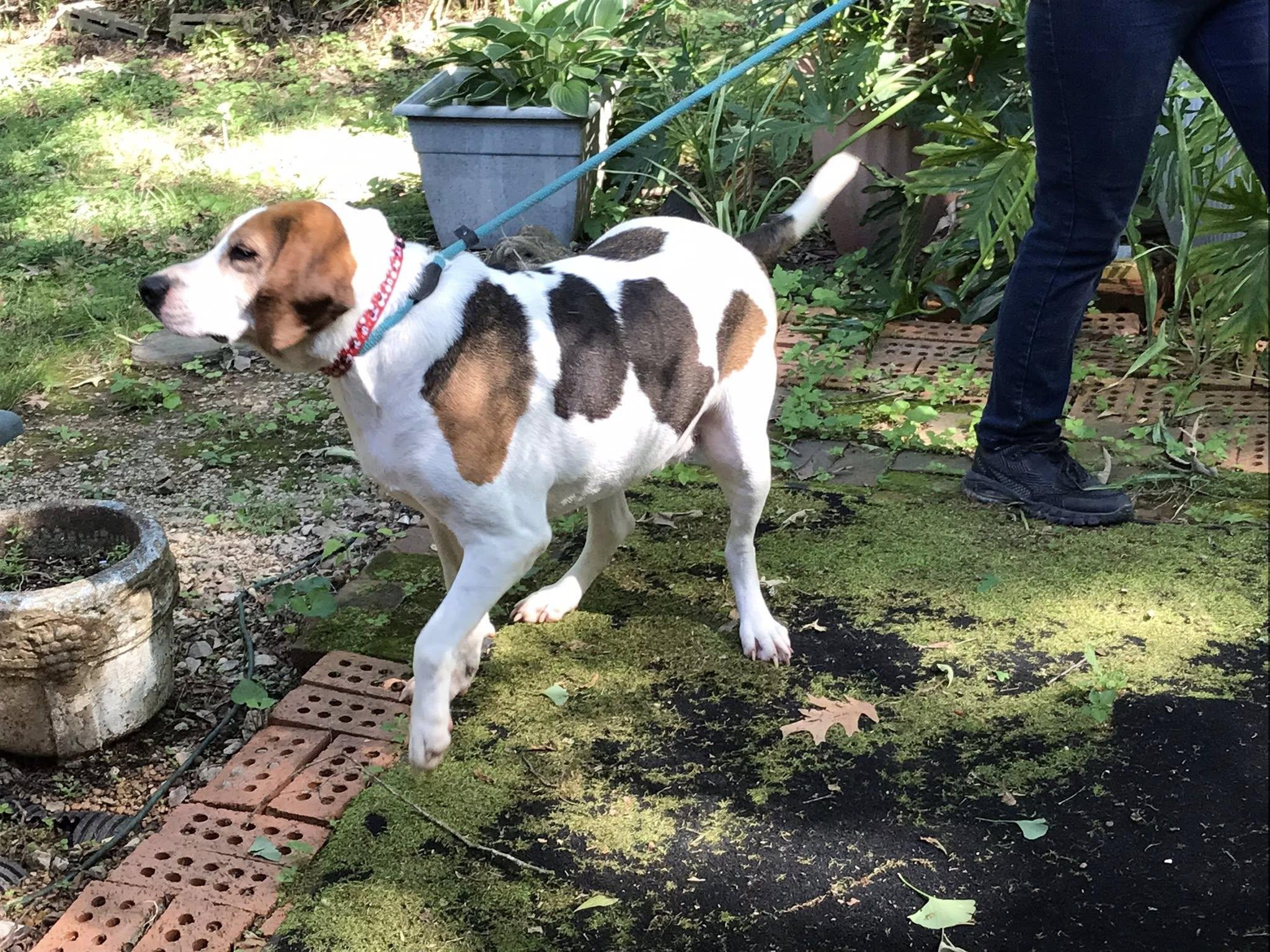 Molly, an adoptable Foxhound, Hound in Olive Branch, MS, 38654 | Photo Image 2
