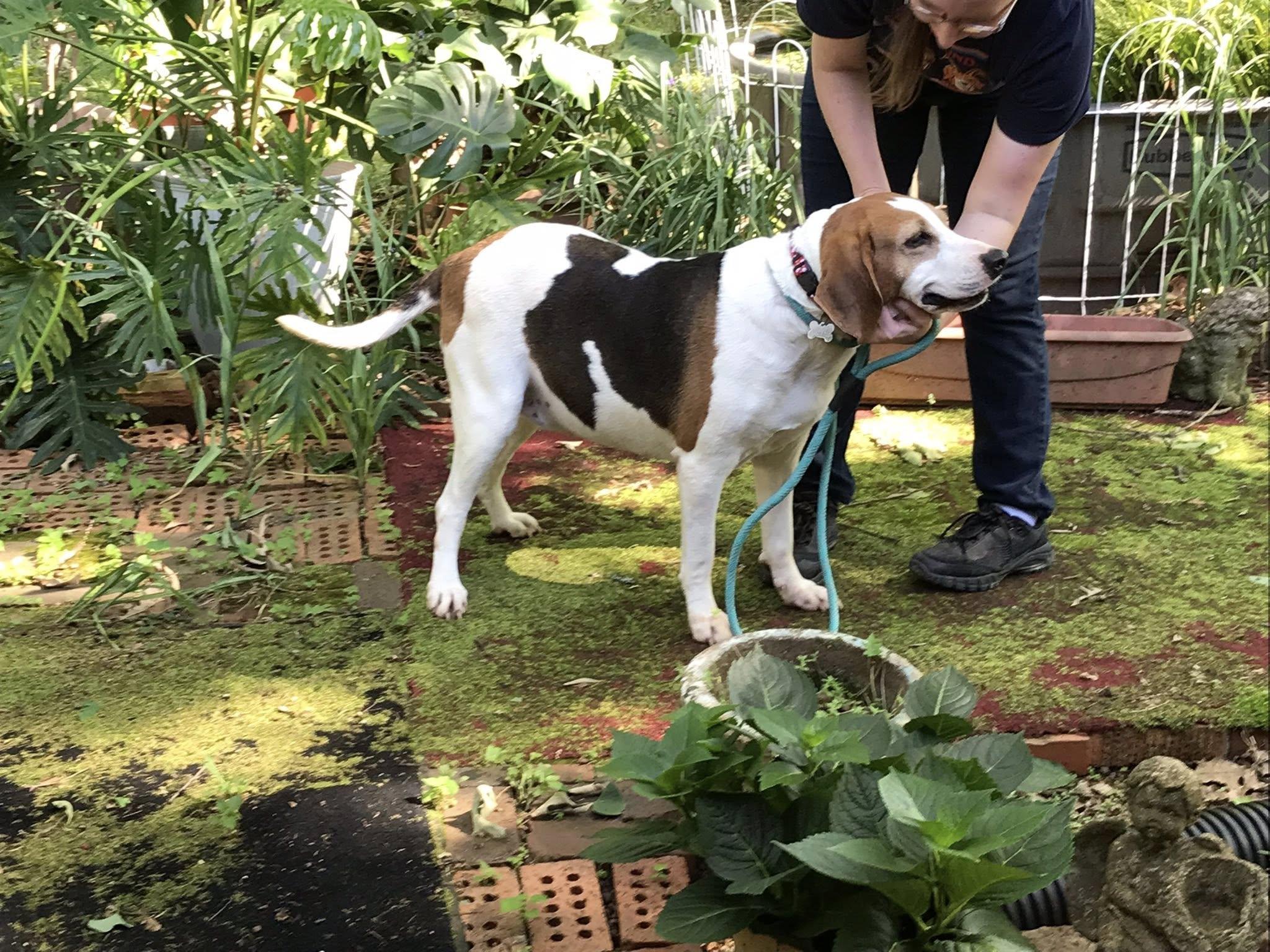 Molly, an adoptable Foxhound, Hound in Olive Branch, MS, 38654 | Photo Image 3