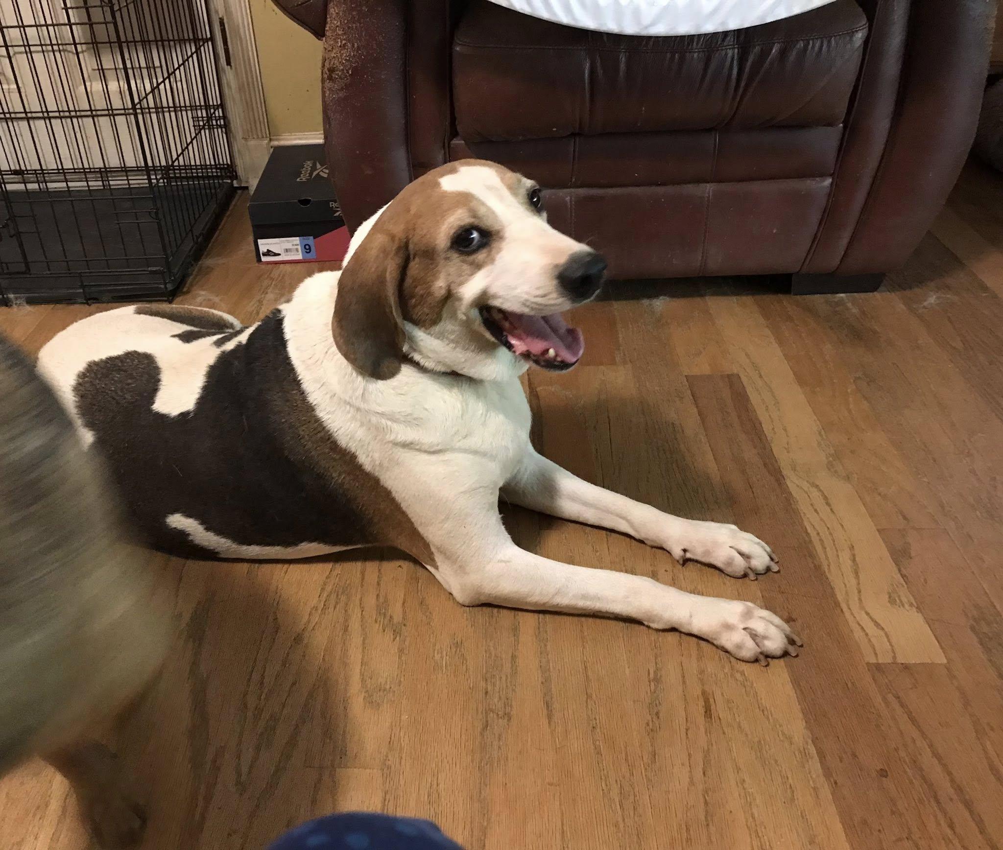 Enlarge Molly, a Adoptable mixed breed in Olive Branch, MS image 2/6