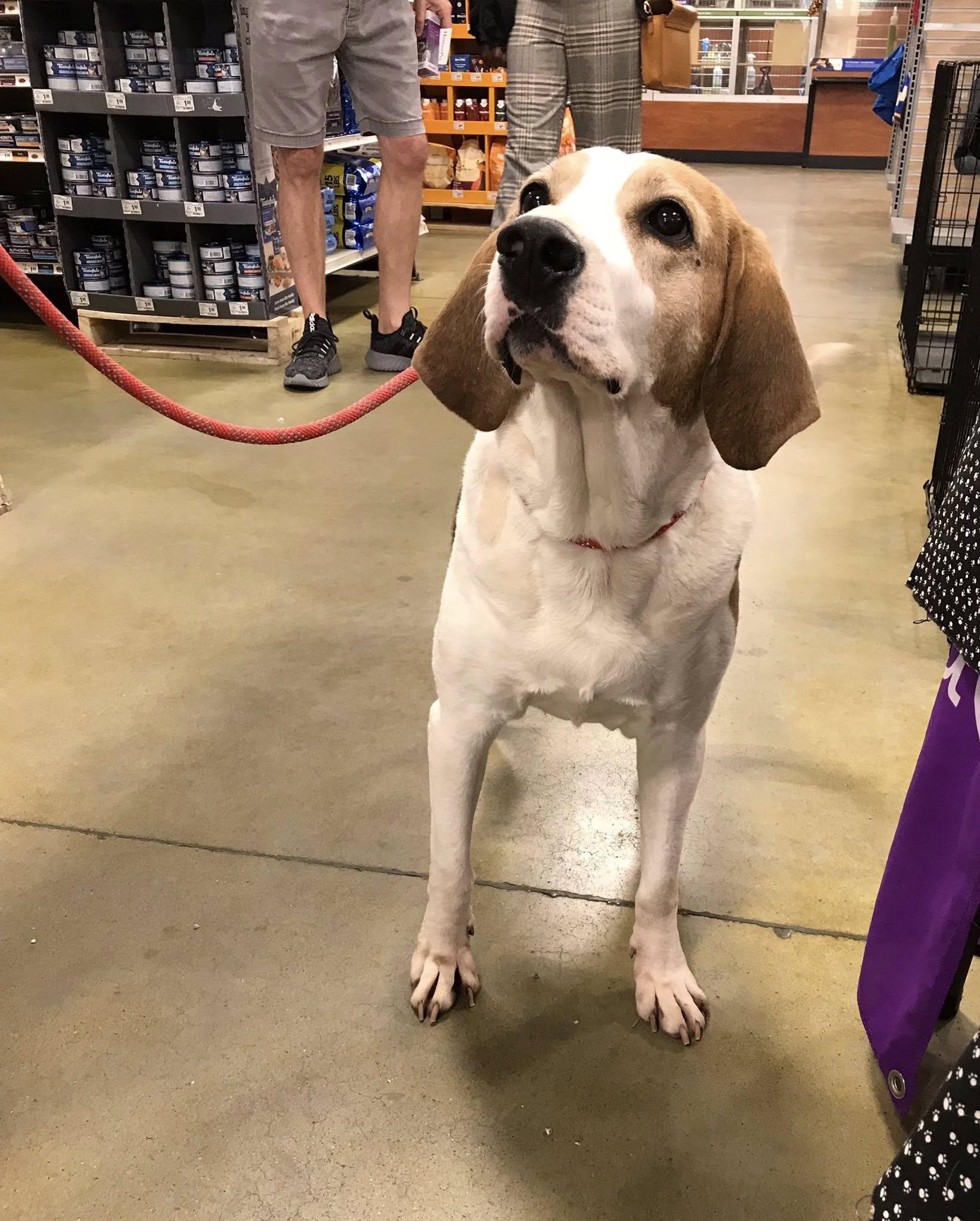 Enlarge Molly, a Adoptable mixed breed in Olive Branch, MS image 1/6