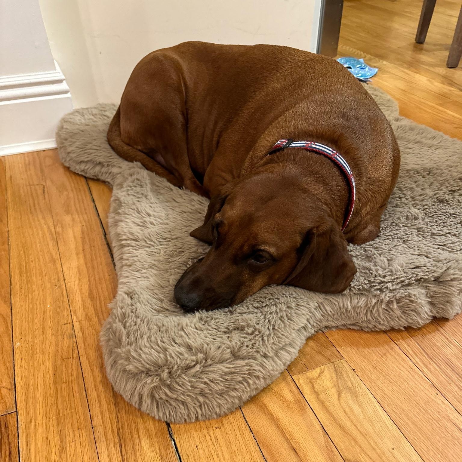 Enlarge Aaron, a Adoptable mixed breed in Westwood, NJ image 6/6