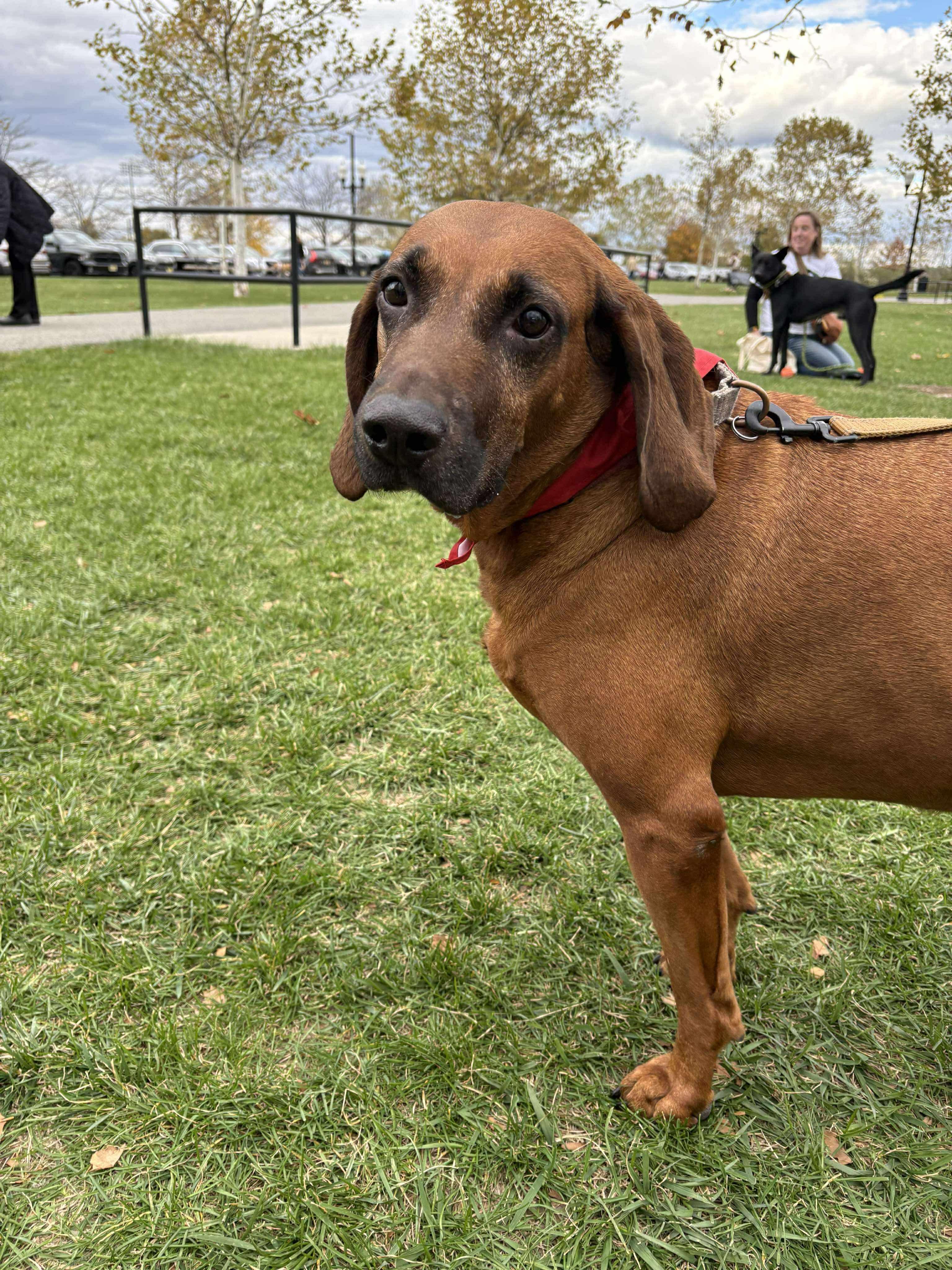 Enlarge Aaron, a Adoptable mixed breed in Westwood, NJ image 1/6
