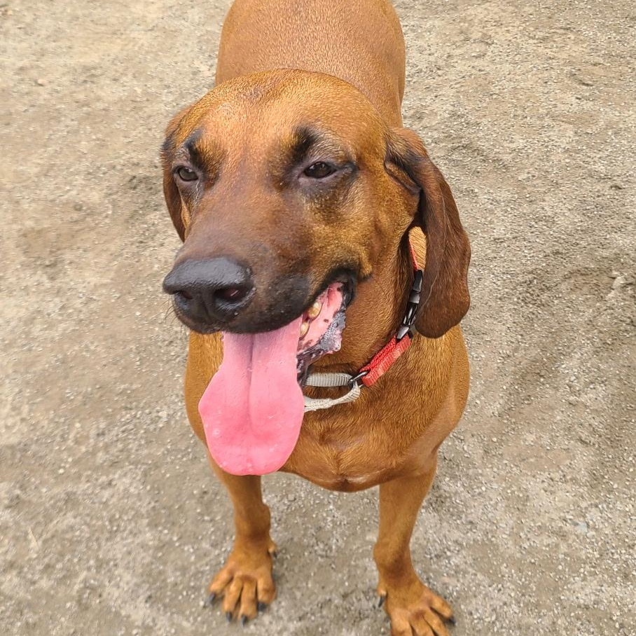 Enlarge Aaron, a Adoptable mixed breed in Westwood, NJ image 4/6