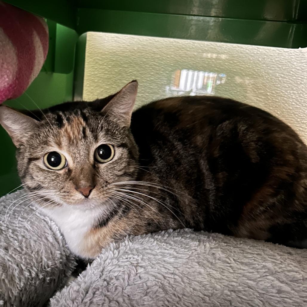 Enlarge VALKYRIE, a Adoptable Domestic Short Hair in Point Richmond, CA image 1/6