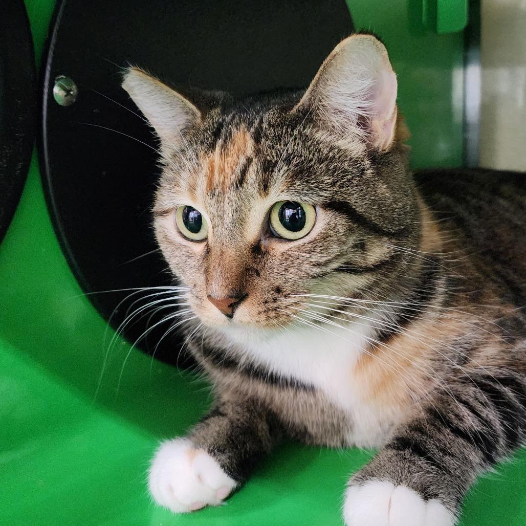 Enlarge VALKYRIE, a Adoptable Domestic Short Hair in Point Richmond, CA image 3/6