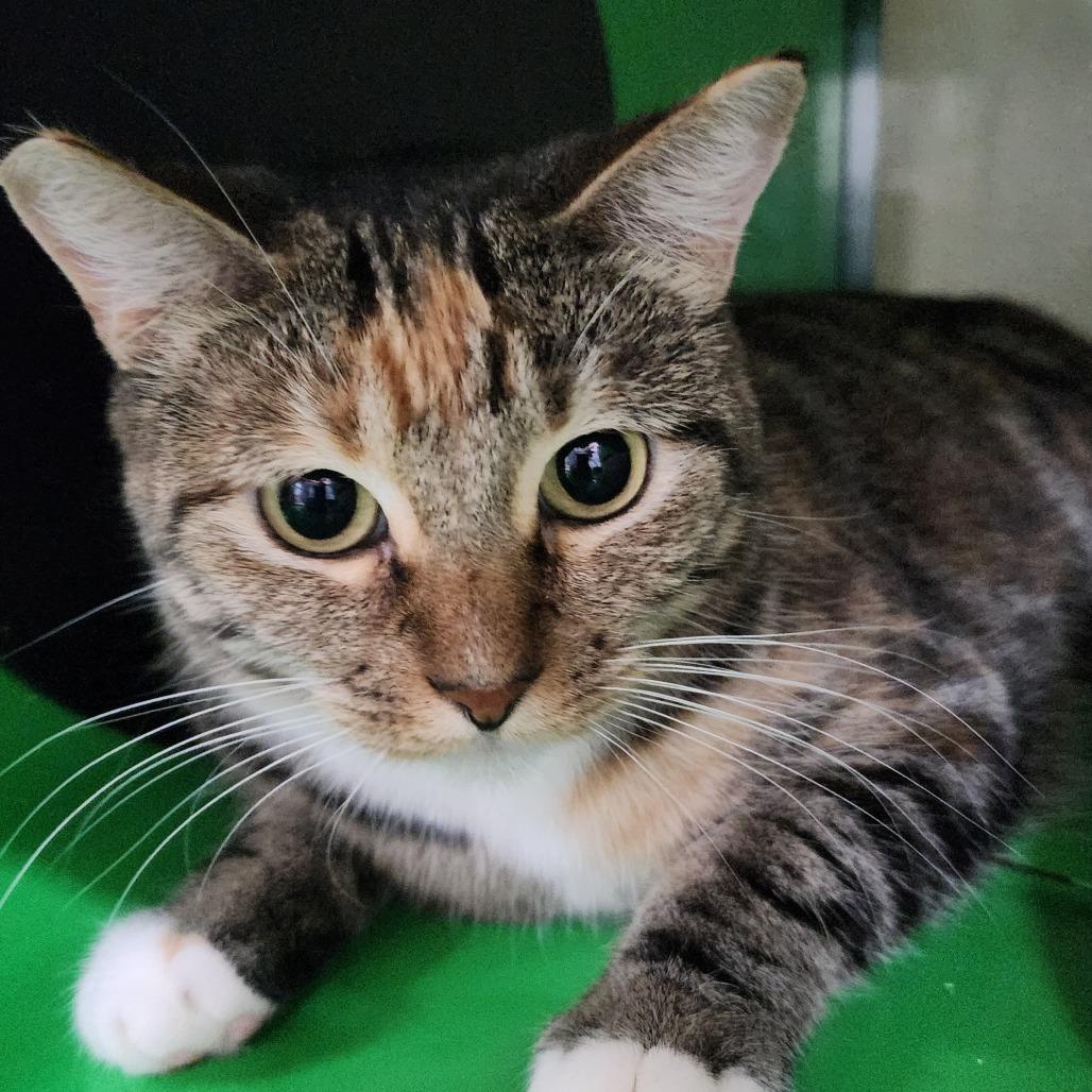 VALKYRIE, a Adoptable Domestic Short Hair in Point Richmond, CA image 5/6