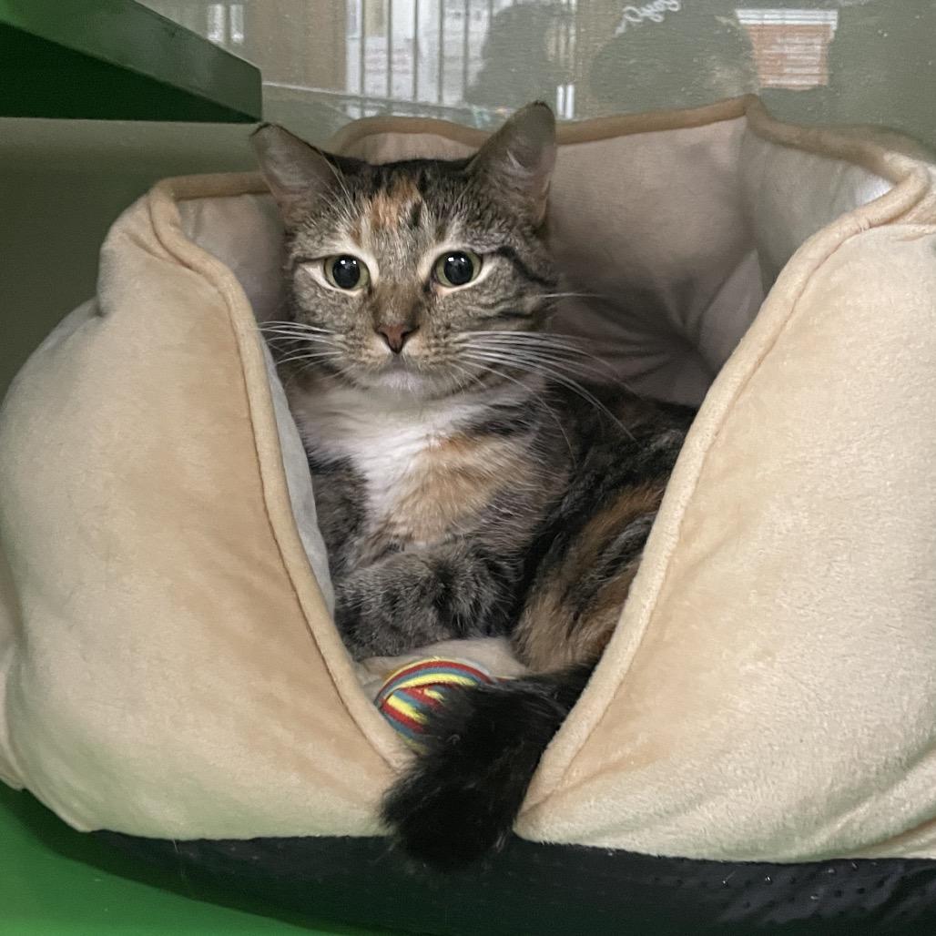 Enlarge VALKYRIE, a Adoptable Domestic Short Hair in Point Richmond, CA image 5/6