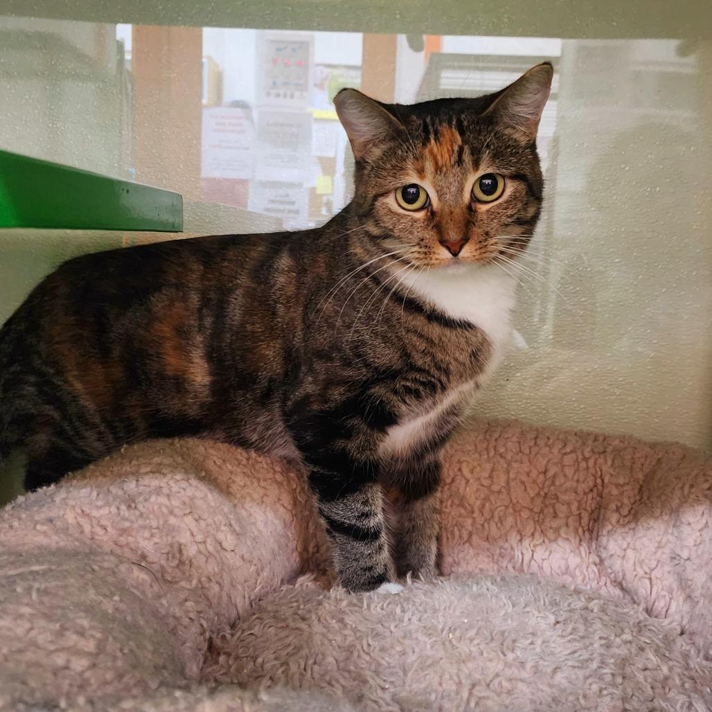 Enlarge VALKYRIE, a Adoptable Domestic Short Hair in Point Richmond, CA image 6/6