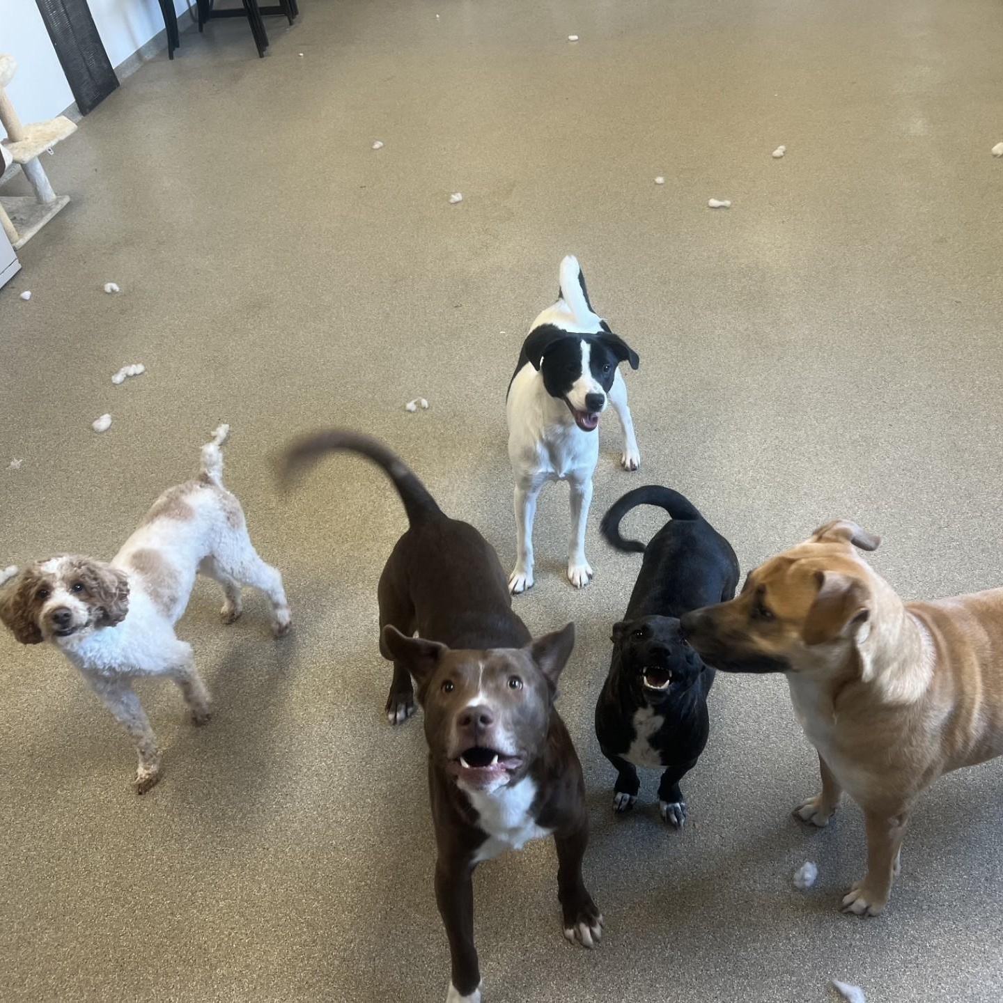 Enlarge Milo, a ADOPTABLE mixed breed in Terre Haute, IN image 5/6