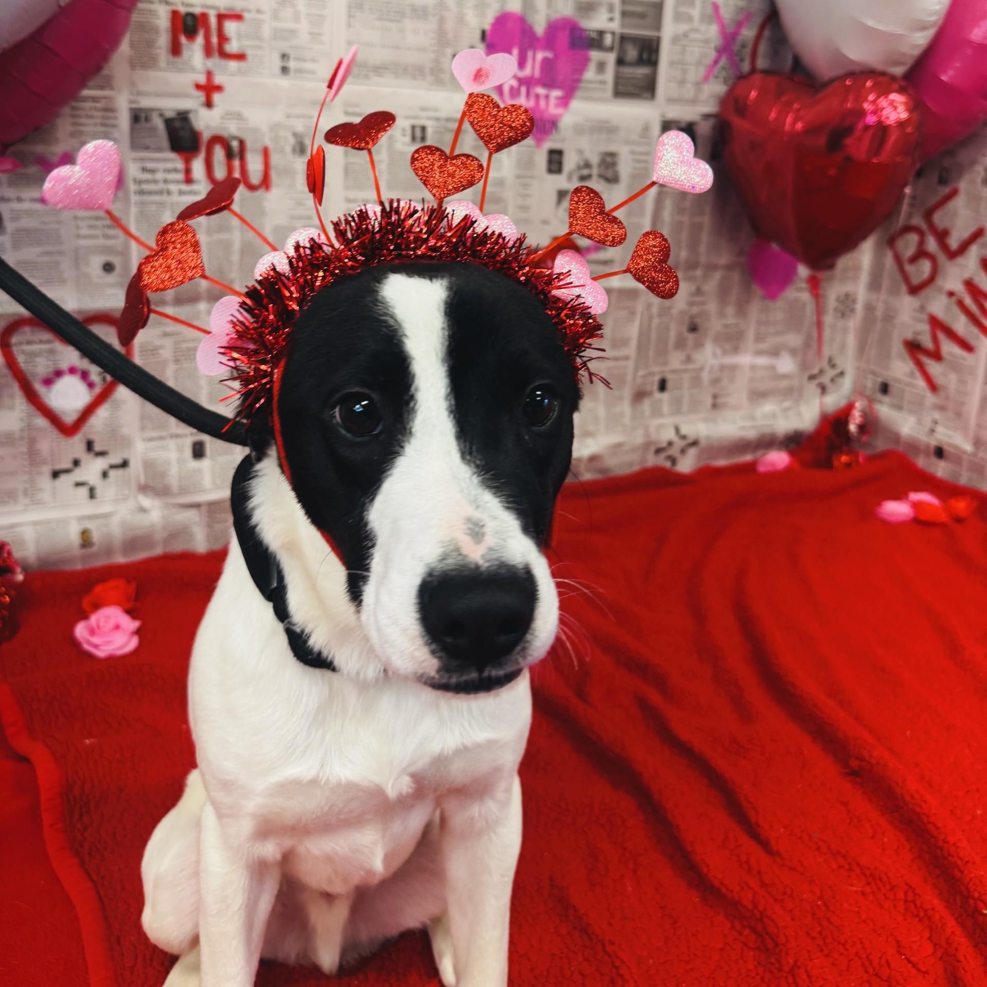 Milo, ADOPTABLE, Young Male Bearded Collie & Labrador Retriever.