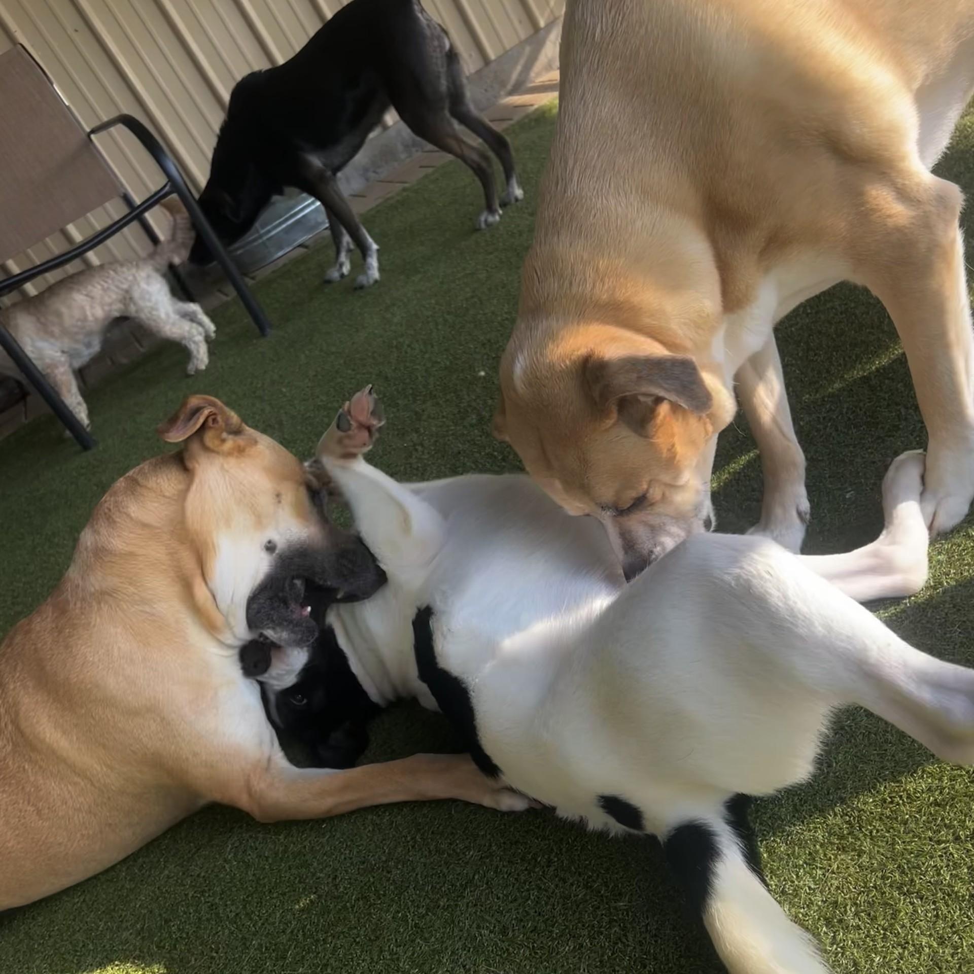 Enlarge Milo, a ADOPTABLE mixed breed in Terre Haute, IN image 3/6