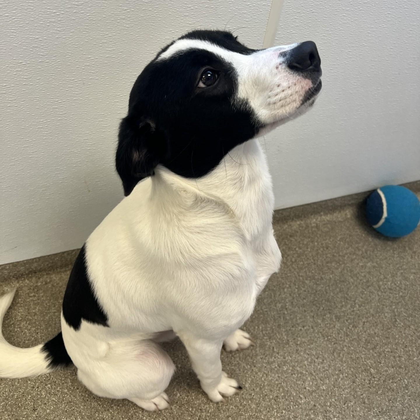 Enlarge Milo, a ADOPTABLE mixed breed in Terre Haute, IN image 6/6