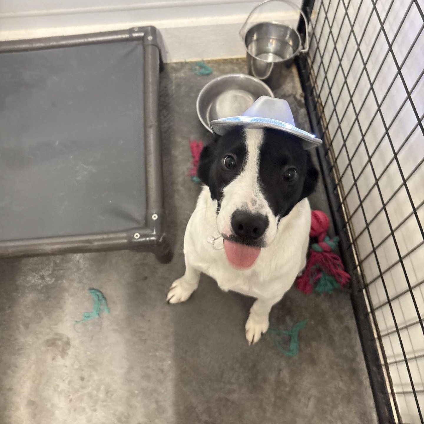 Enlarge Milo, a ADOPTABLE mixed breed in Terre Haute, IN image 4/6