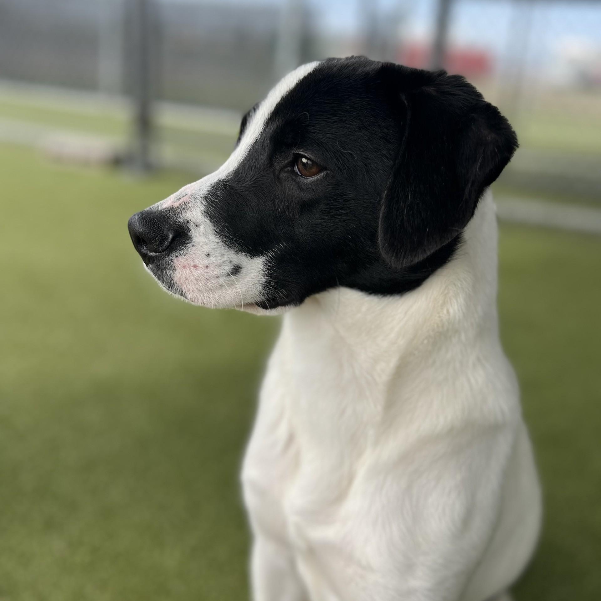 Enlarge Milo, a ADOPTABLE mixed breed in Terre Haute, IN image 2/6
