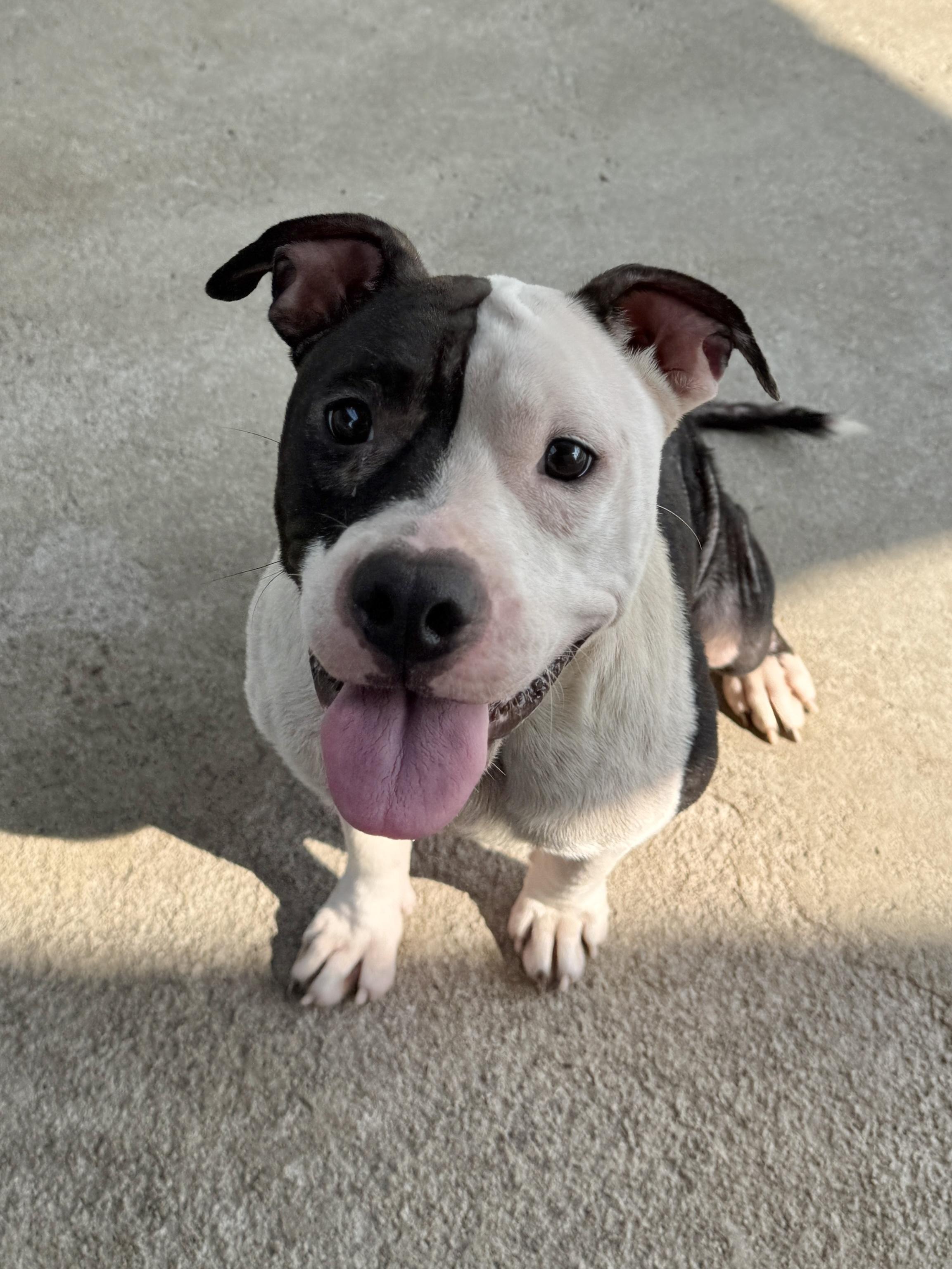 Enlarge Petunia, a Adoptable mixed breed in Awendaw, SC image 1/1