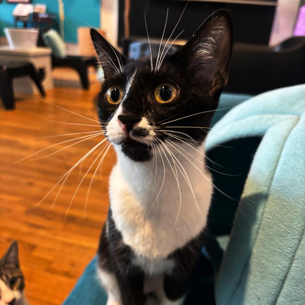 Enlarge Ruby, an adopted Domestic Short Hair in Stokesdale, NC image 1/3