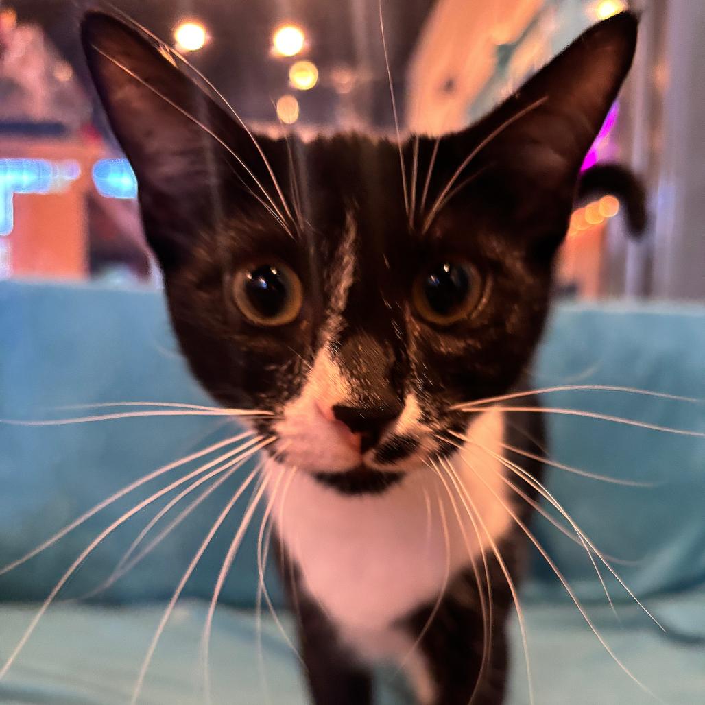 Enlarge Ruby, an adopted Domestic Short Hair in Stokesdale, NC image 2/3