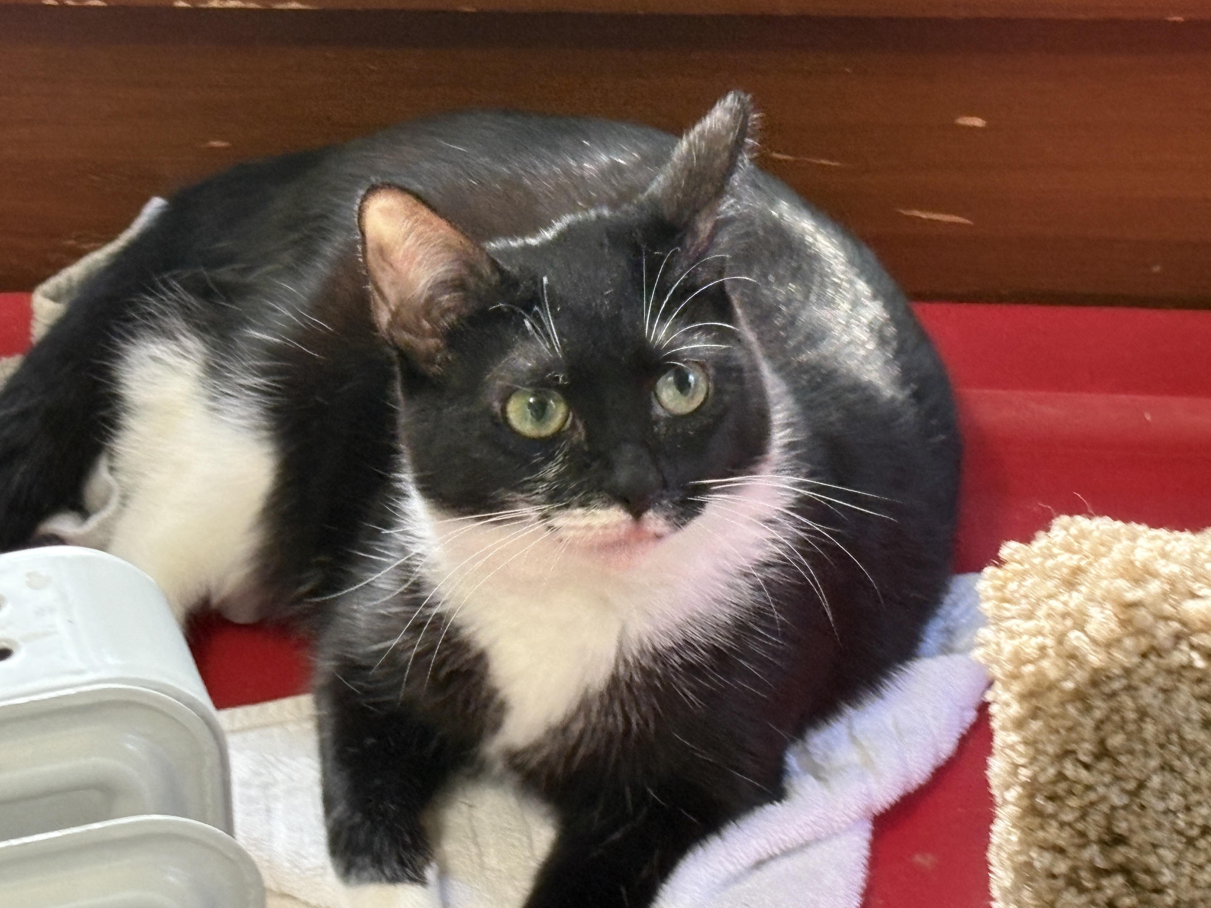 Millie, ADOPTABLE, Young Female American Shorthair & Domestic Short Hair.