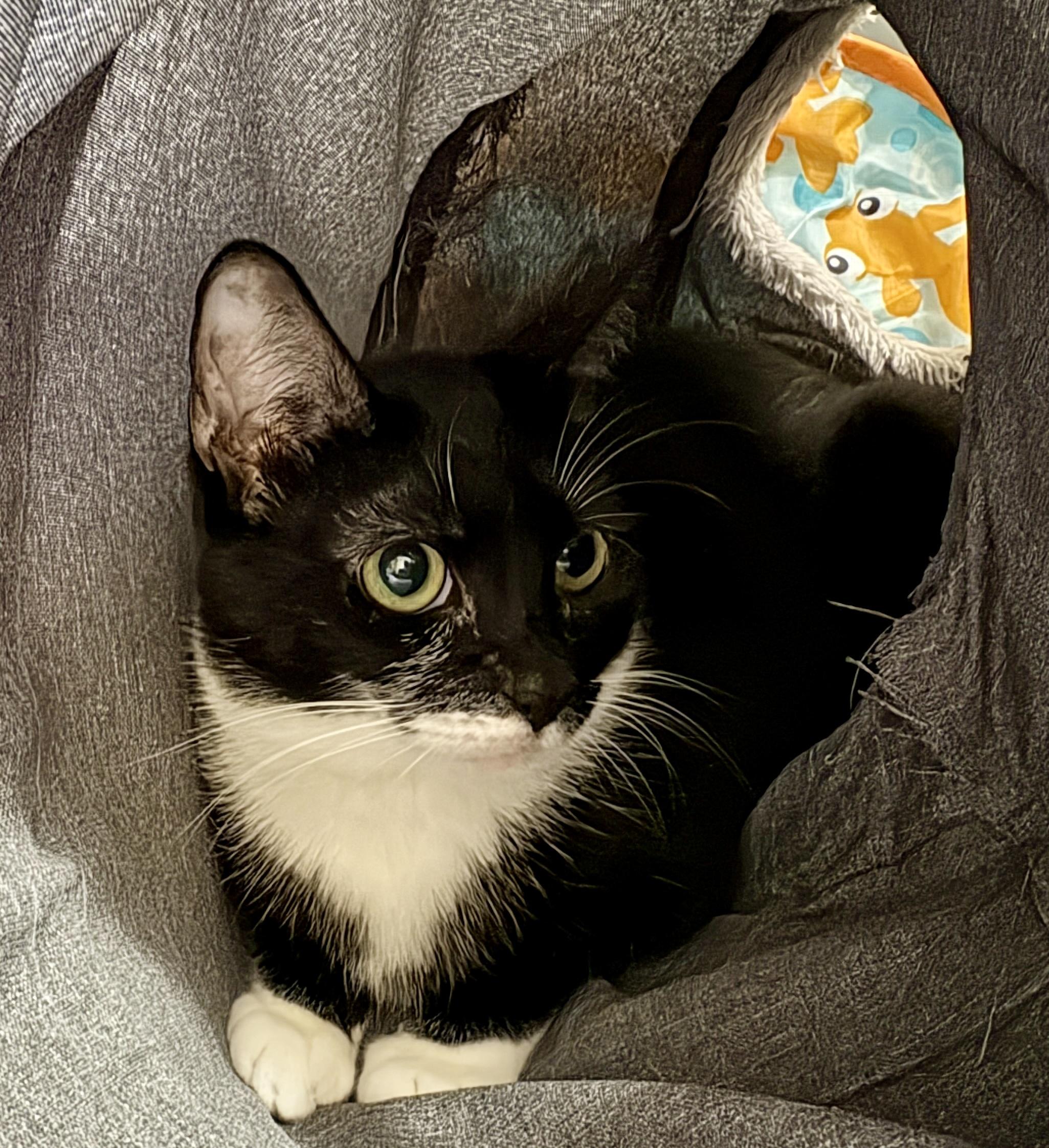 Enlarge Millie, a ADOPTABLE mixed breed in Palo Alto, CA image 2/3