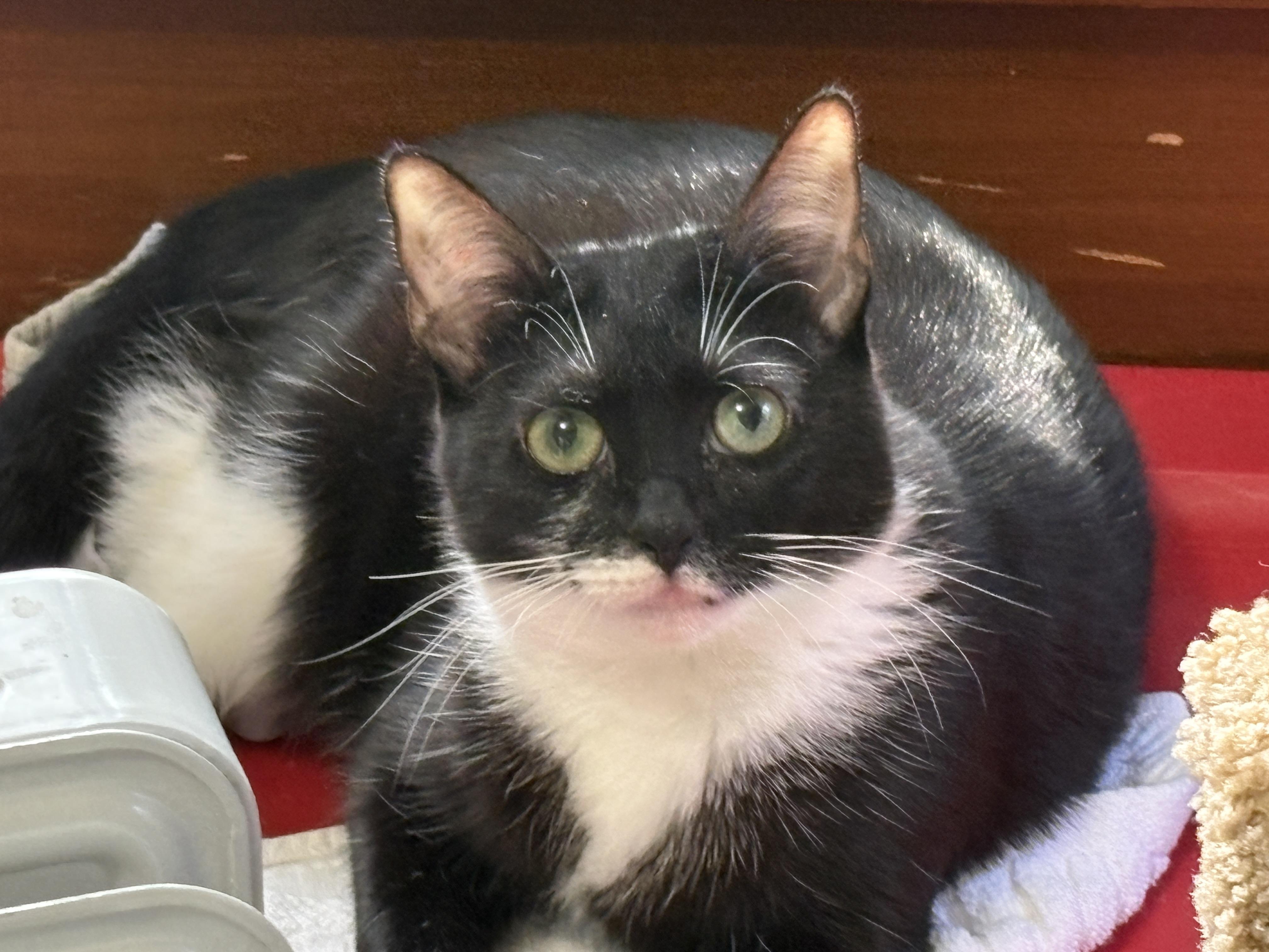 Enlarge Millie, a ADOPTABLE mixed breed in Palo Alto, CA image 3/3