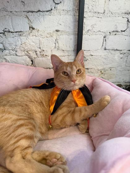 85843a Lilith-Pounce Cat Cafe, Adoptable, Adult Female Domestic Short Hair & Domestic Short Hair.