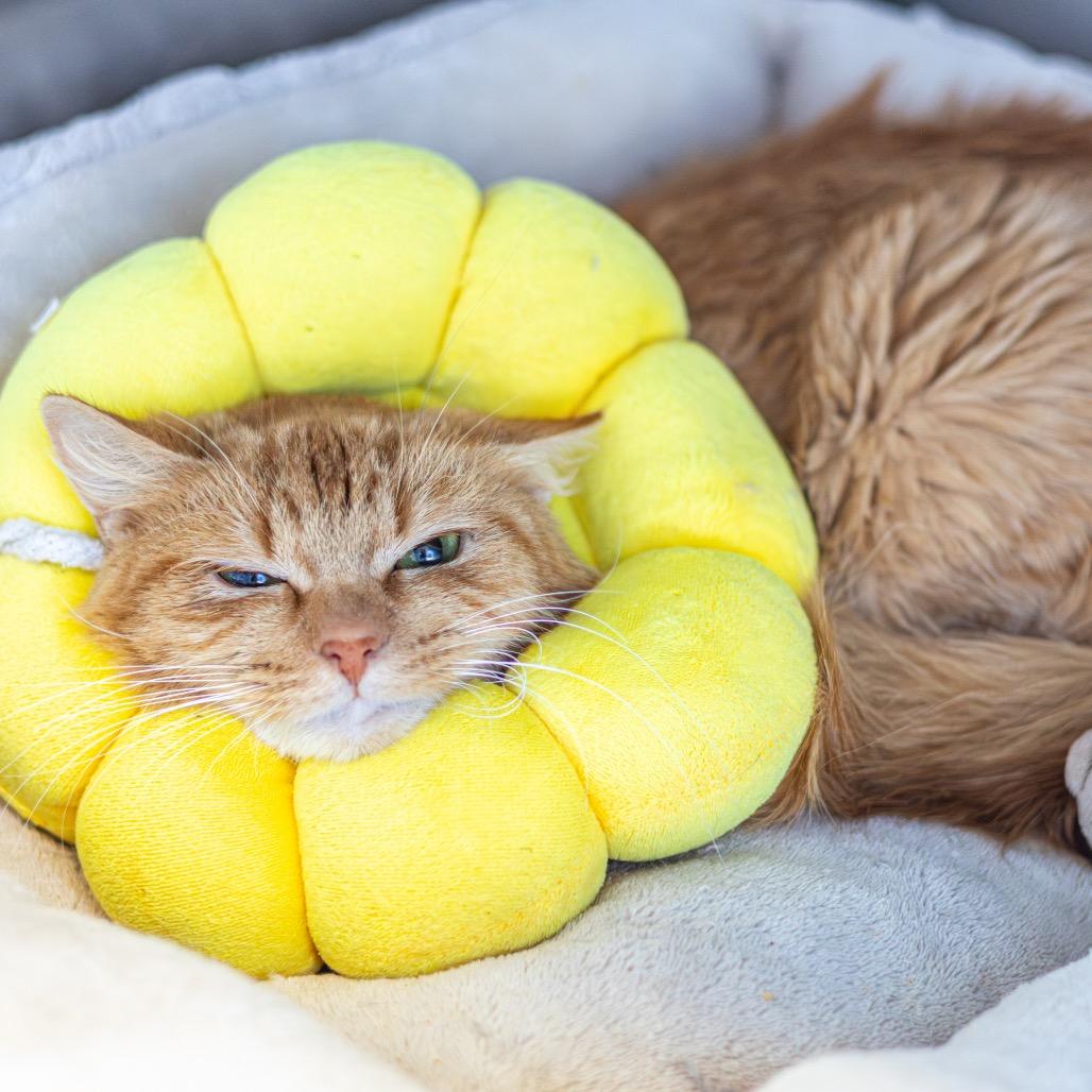 Penny — thumbnail 2