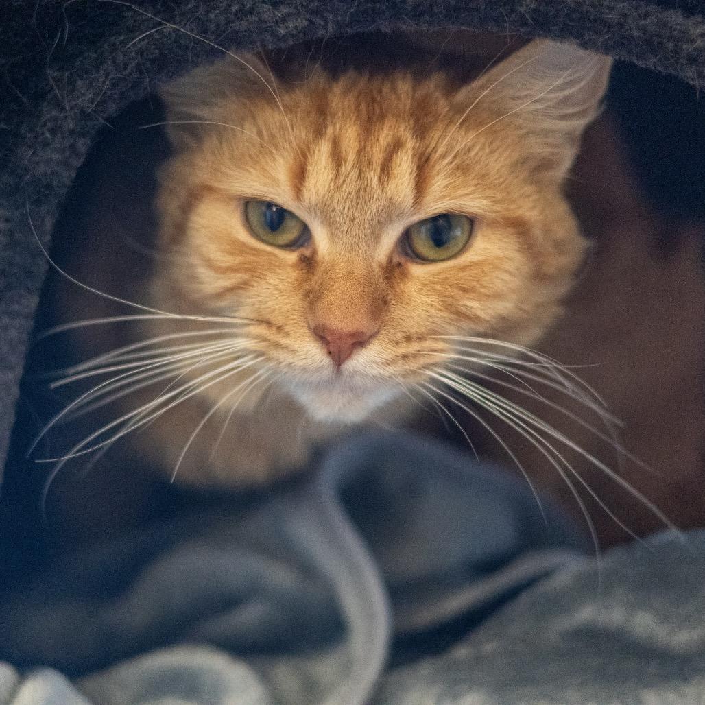 Penny — thumbnail 3