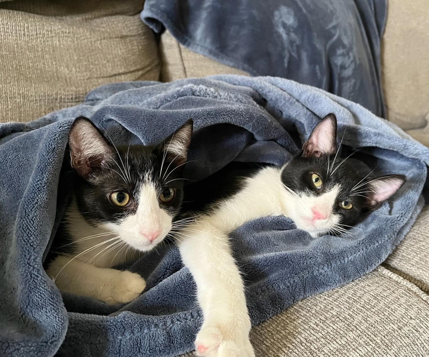 Enlarge Beckham & Pele (Courtesy Post), a Adoptable Tuxedo in Parkville, MO image 1/6