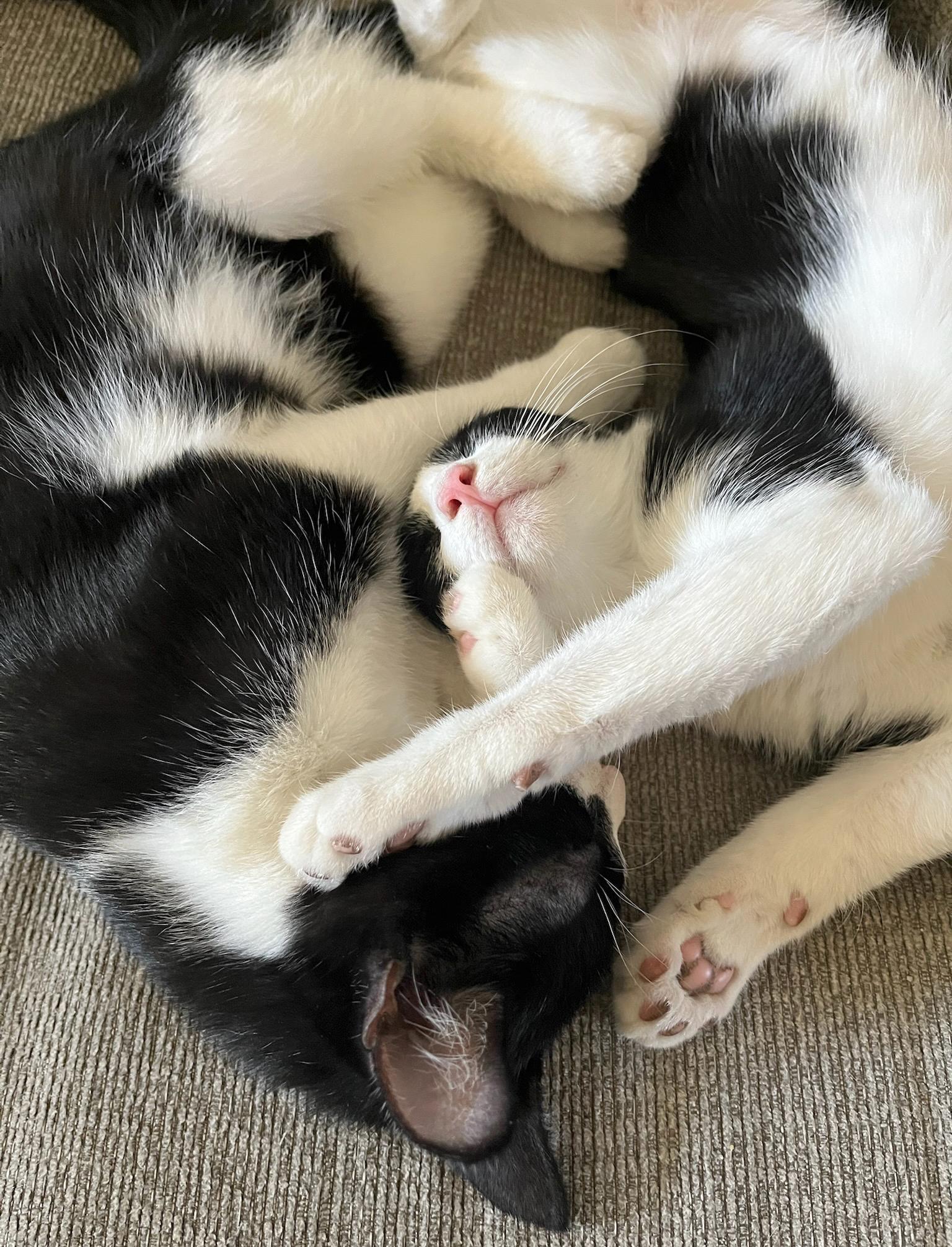 Enlarge Beckham & Pele (Courtesy Post), a Adoptable Tuxedo in Parkville, MO image 3/6