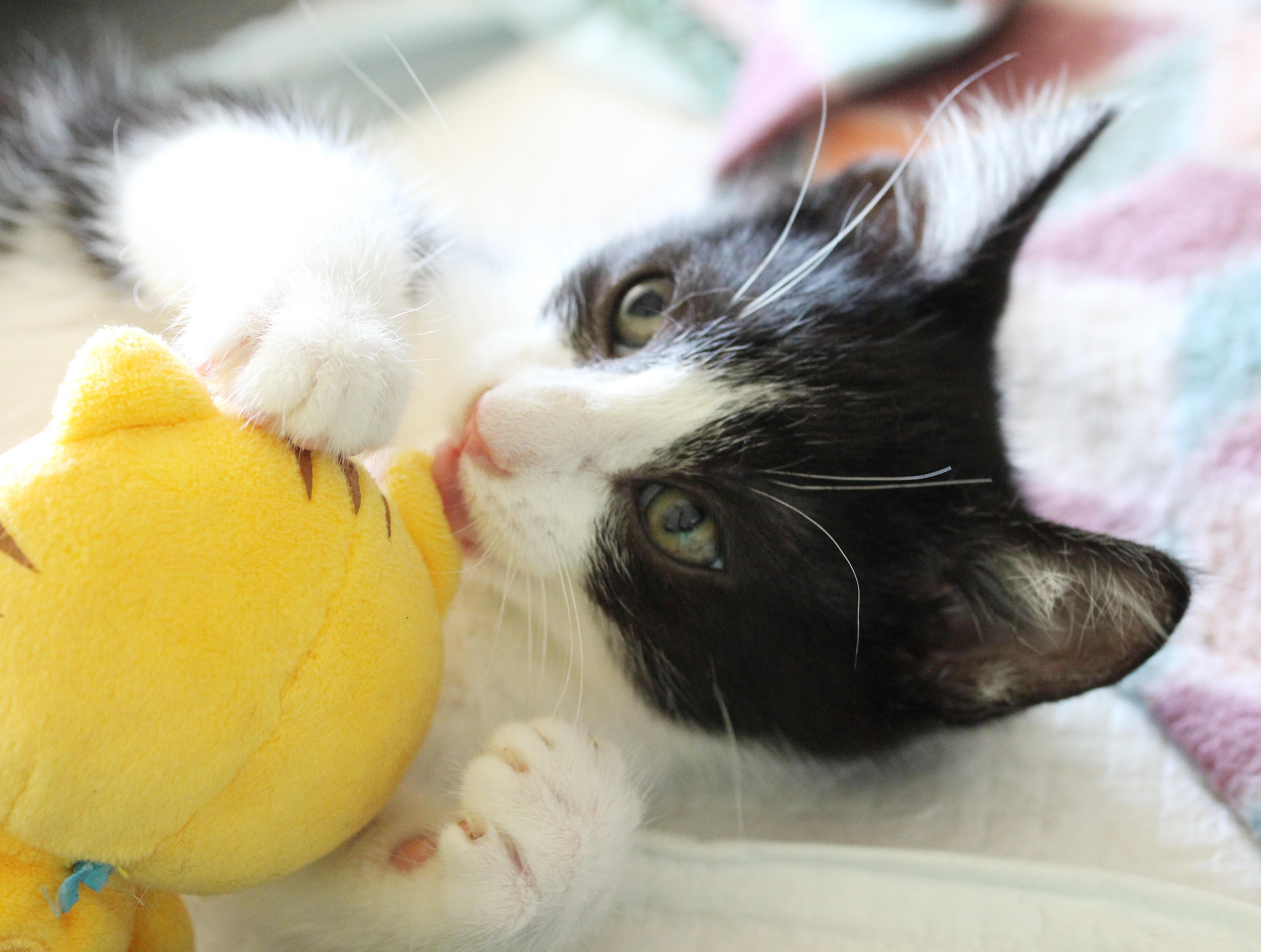 Enlarge Beckham & Pele (Courtesy Post), a Adoptable Tuxedo in Parkville, MO image 4/6