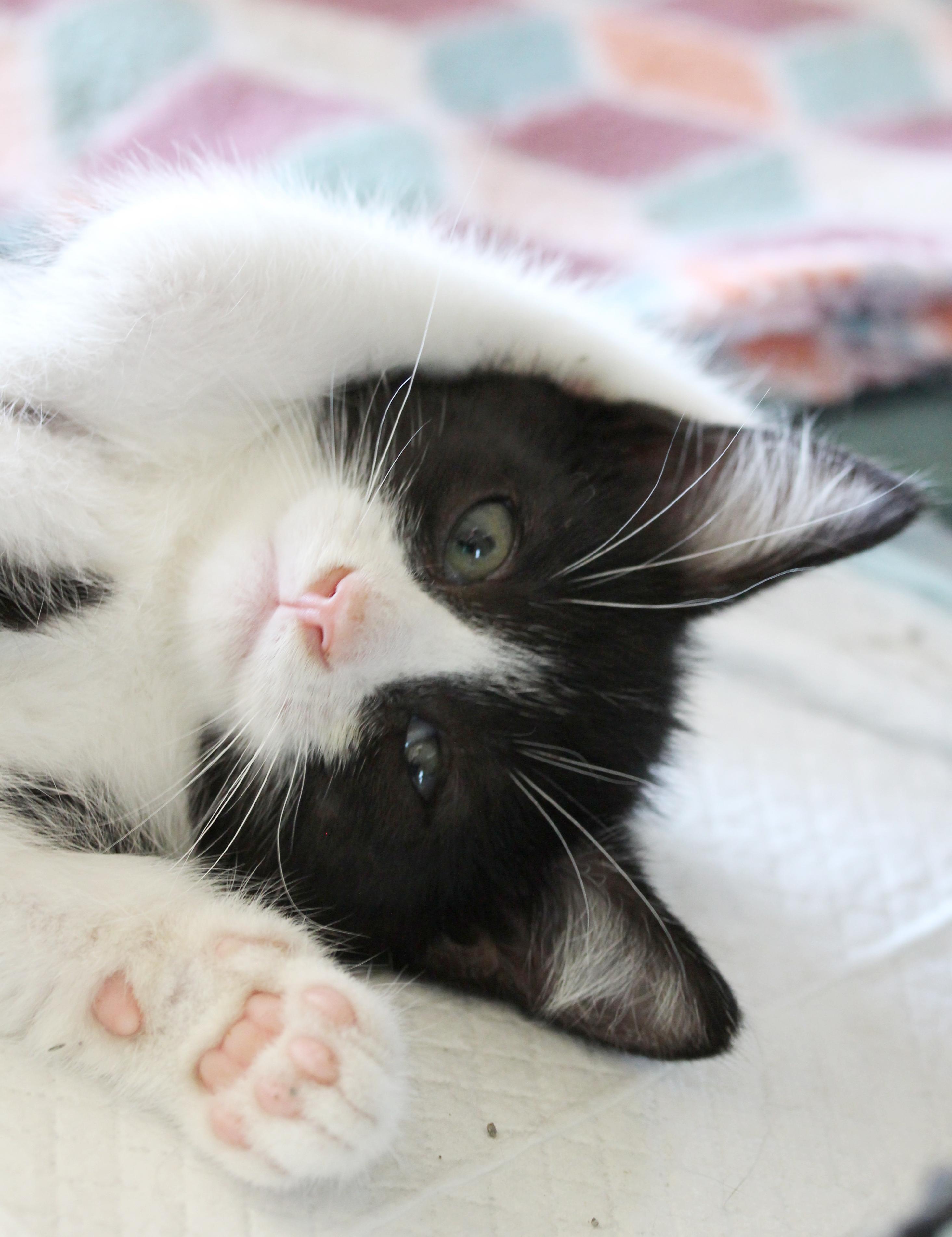 Enlarge Beckham & Pele (Courtesy Post), a Adoptable Tuxedo in Parkville, MO image 5/6