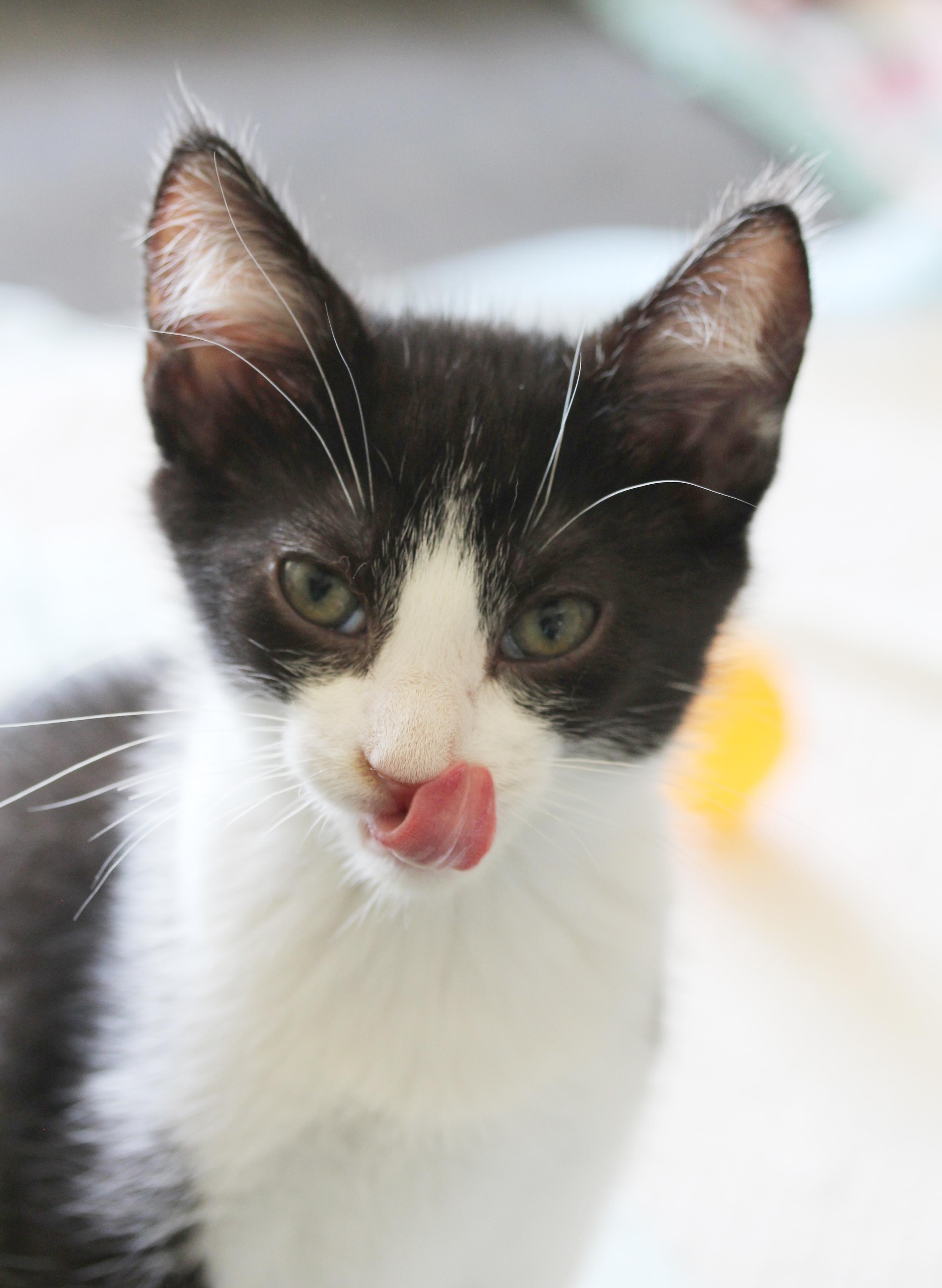 Enlarge Beckham & Pele (Courtesy Post), a Adoptable Tuxedo in Parkville, MO image 6/6