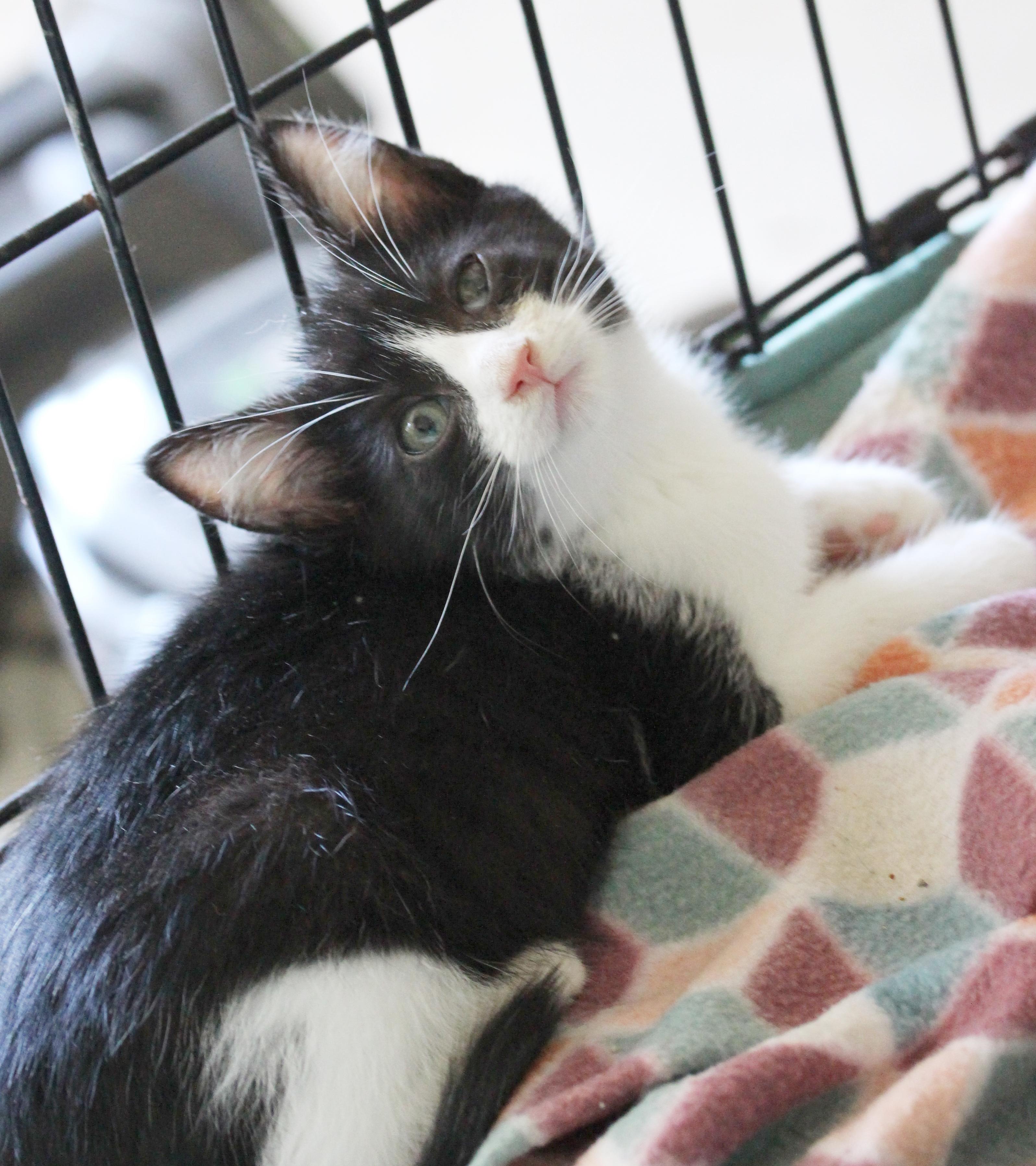 Enlarge Beckham & Pele (Courtesy Post), a Adoptable Tuxedo in Parkville, MO image 2/6