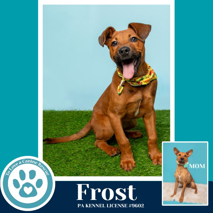 Enlarge Frost (Mia’s Mini Meteorologists) 010326, a Adoptable mixed breed in Kimberton, PA image 1/4