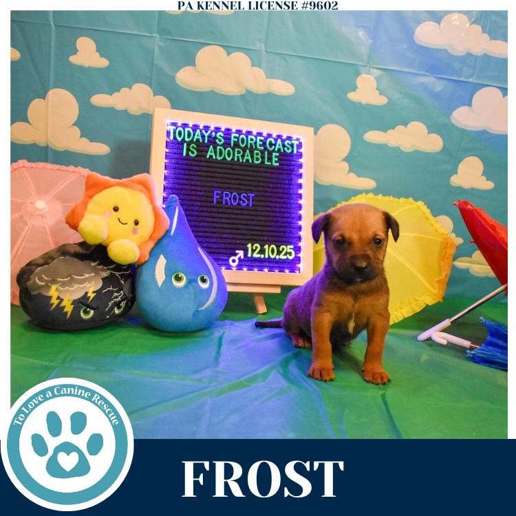Frost (Mia’s Mini Meteorologists) 010326, Adoptable, Puppy Male Shepherd & Labrador Retriever.