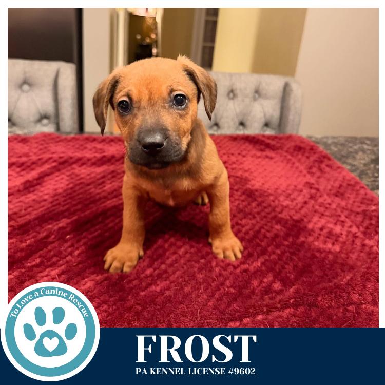 Enlarge Frost (Mia’s Mini Meteorologists) 010326, a Adoptable mixed breed in Kimberton, PA image 2/2