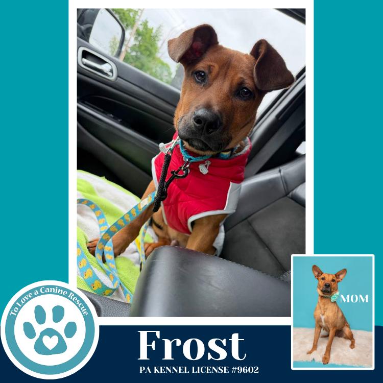 Enlarge Frost (Mia’s Mini Meteorologists) 010326, a Adoptable mixed breed in Kimberton, PA image 3/5