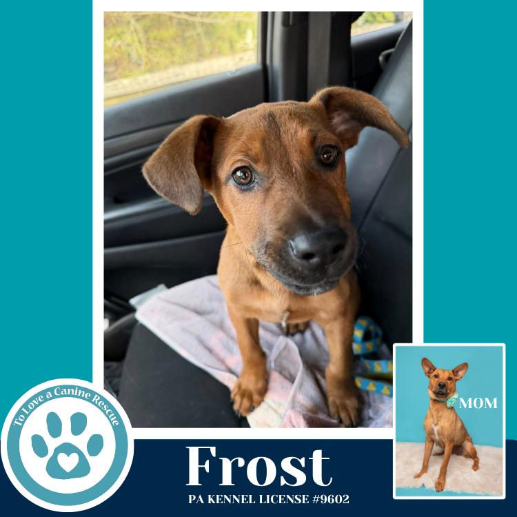 Enlarge Frost (Mia’s Mini Meteorologists) 010326, a Adoptable mixed breed in Kimberton, PA image 3/4