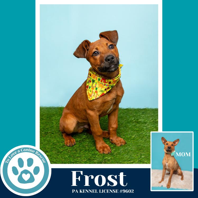 Enlarge Frost (Mia’s Mini Meteorologists) 010326, a Adoptable mixed breed in Kimberton, PA image 4/4