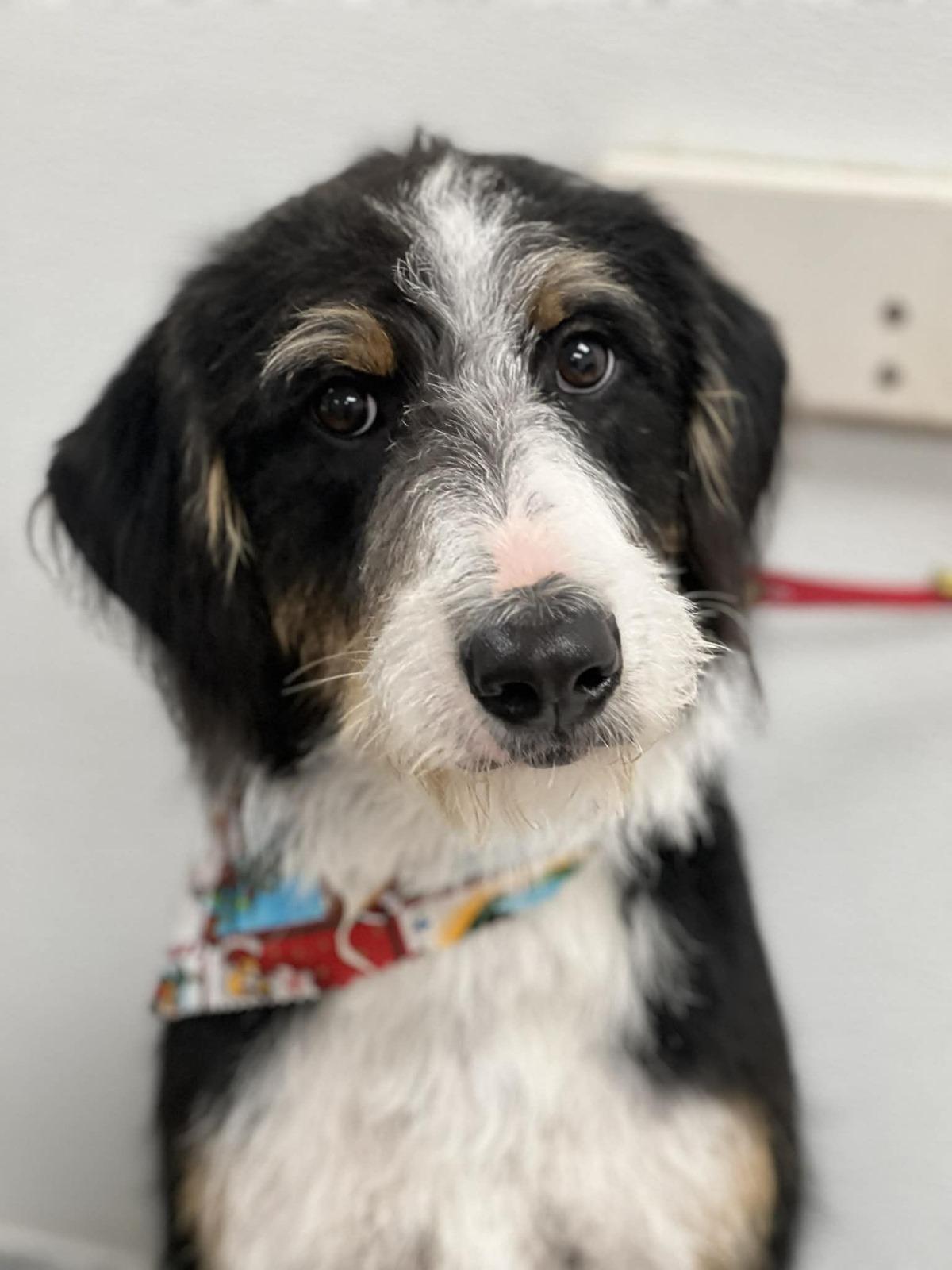 Popcorn, ADOPTABLE, Young Male Aussiedoodle.